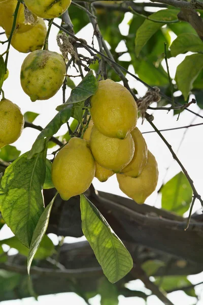 Italien Kampanien Ischia Citronträd Från Medelhavet — Stockfoto