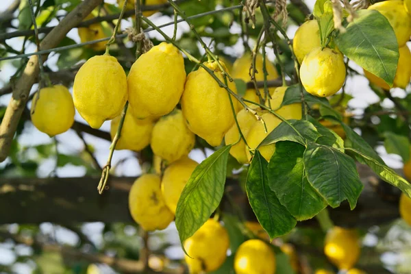 Italien Kampanien Ischia Citronträd Från Medelhavet — Stockfoto