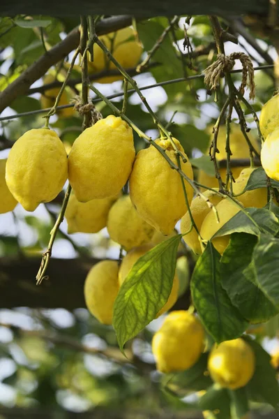 Italien Kampanien Ischia Citronträd Från Medelhavet — Stockfoto