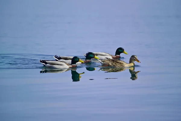 Italien Latium Bracciano See Enten — Stockfoto