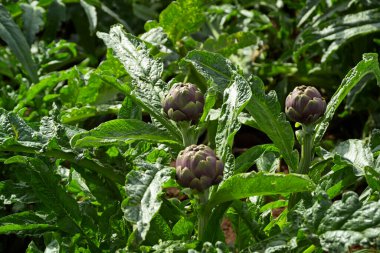 ITALY, Lazio, Cerveteri, kırsal, enginar tarlası