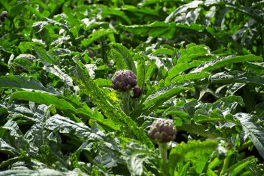ITALY, Lazio, Cerveteri, kırsal, enginar tarlası