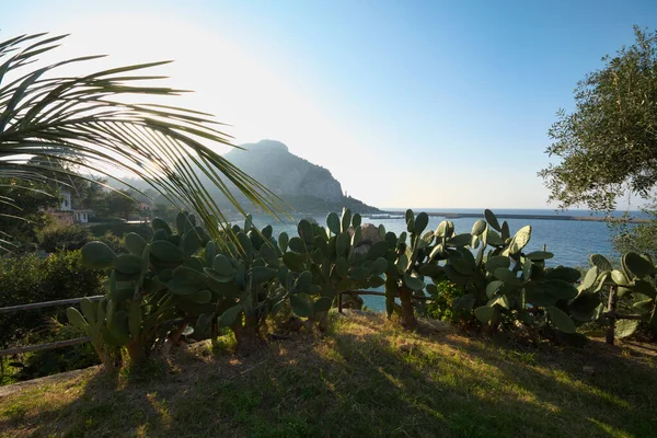 Italy Sicily Cefalu Prickly Pears Port Background — Stock Photo, Image