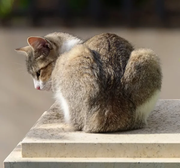 Italia Sicilia Marina Ragusa Ragusa Ritratto Gatto Che Rilassa All — Foto Stock