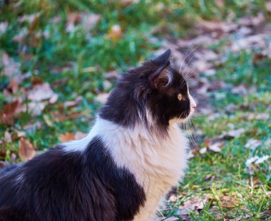 İtalya, Sicilya, Marina di Ragusa (Ragusa Eyaleti), bahçedeki bir kedinin portresi