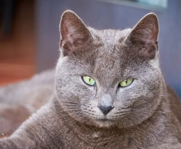 Italia Sicilia Marina Ragusa Provincia Ragusa Retrato Gato Gris Relajándose —  Fotos de Stock