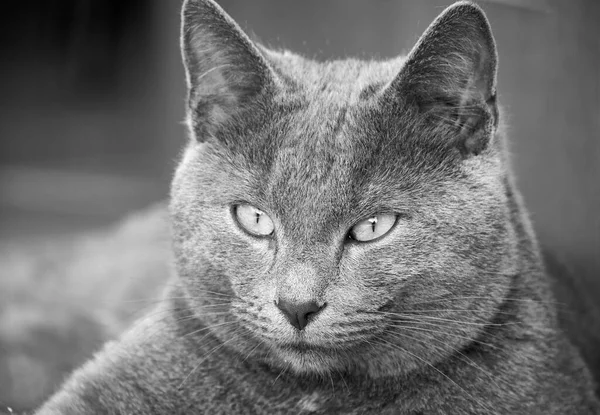 Italy Sicily Marina Ragusa Ragusa Province Portrait Grey Cat Relaxing — Stock Photo, Image