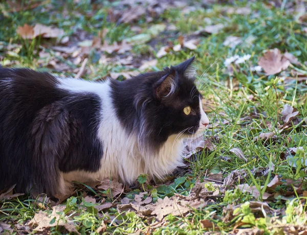 Itália Sicília Marina Ragusa Província Ragusa Retrato Gato Num Jardim — Fotografia de Stock