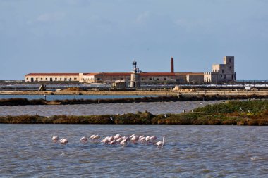 İtalya, Sicilya, Marsala (Trapani), tuz düzlükleri, kırmızı flamingolar (Phoeniconais ruber ruber) ve balıkçıllar