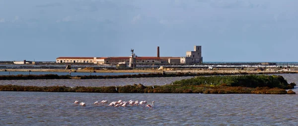 Italien Sicilien Marsala Trapani Saltlägenheter Röda Flamingos Phoeniconais Ruber Och — Stockfoto