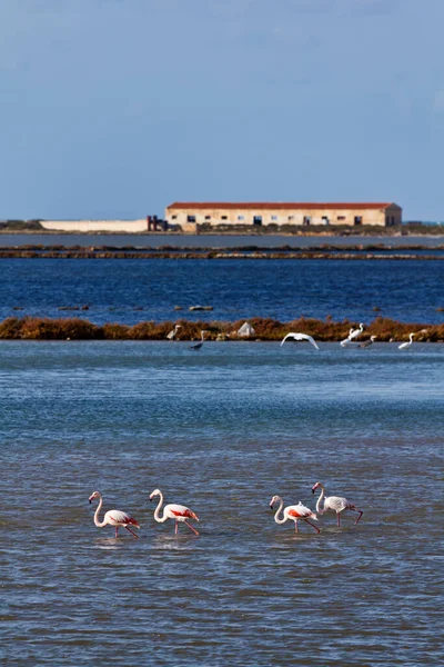 Włochy Sycylia Marsala Trapani Płaskowyże Solne Czerwone Flamingi Guma Feniconais — Zdjęcie stockowe