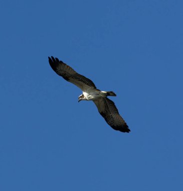 İtalya, Sicilya, uçan şahin (Buteo jamaicensis)