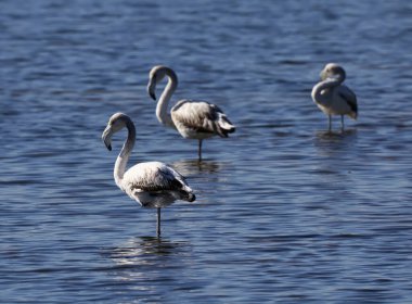 İtalya, Sicilya, Pachino WWF Ulusal Parkı, Flamingolar bataklıkta (Phoenicopterus ruber)