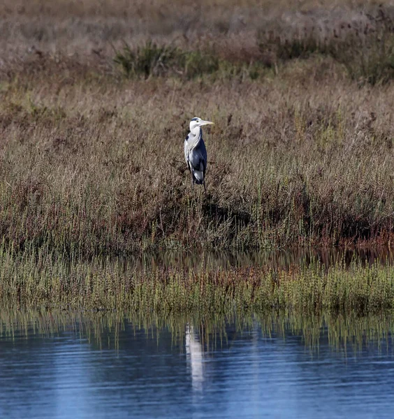 Włochy Sycylia Pachibo Wwf National Park Czapla Casmerodius Albus — Zdjęcie stockowe