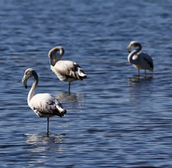 Włochy Sycylia Pachino Wwf Park Narodowy Flamingi Bagnach Phoenicopterus Ruber — Zdjęcie stockowe