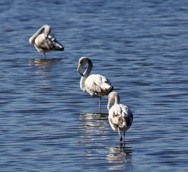 Italien Sizilien Wwf Nationalpark Pachino Flamingos Sumpf Phoenicopterus Ruber — Stockfoto