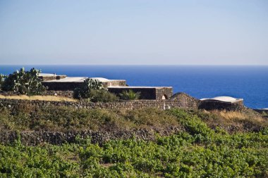 İtalya, Sicilya, Pantelleria Adası, şarap bağları, dikenli armutlar ve Dammusi, adanın kırsal kesimlerinde, Arap tarzı tipik taştan evler.