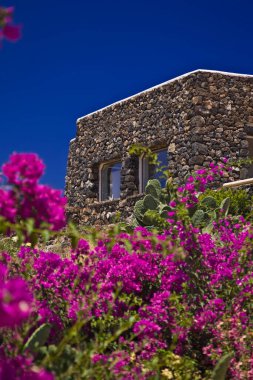 İtalya, Sicilya, Pantelleria Adası, Dammuso 'nun önündeki dikenli armutlar ve buganville, adanın kırsal kesiminde, tipik bir yerel taş ev.