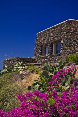 İtalya, Sicilya, Pantelleria Adası, Dammuso 'nun önündeki dikenli armutlar ve buganville, adanın kırsal kesiminde, tipik bir yerel taş ev.