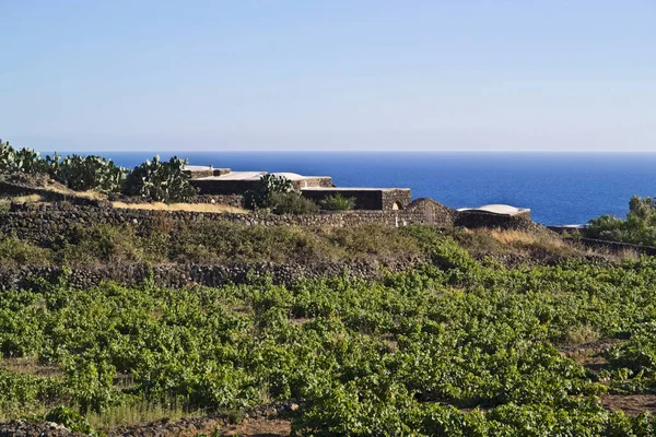 Italië Sicilië Eiland Pantelleria Wijngaarden Stekelige Peren Dammusi Typische Lokale — Stockfoto