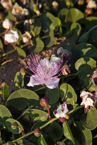 Italien Sizilien Insel Pantelleria Kapernblüte — Stockfoto