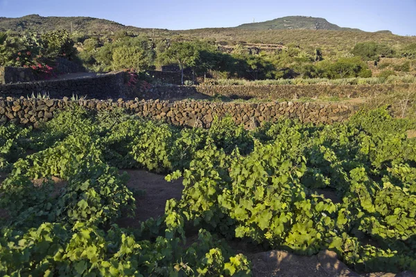 Italien Sizilien Insel Pantelleria Weinberge Auf Dem Land Der Insel — Stockfoto