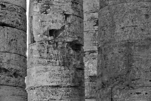 Włochy Sycylia Segesta Greckie Kolumny Świątyni — Zdjęcie stockowe