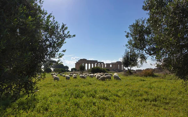 Italy Sicily Selinunte Flock Sheep Greek Hera Temple 409 — стоковое фото