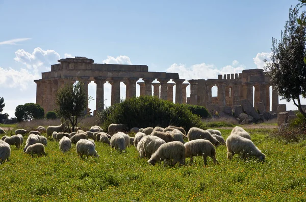 Italia Sicilia Selinunte Rebaño Ovejas Templo Griego Hera 409 —  Fotos de Stock