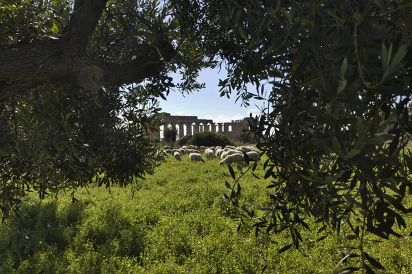 Italy Sicily Selinunte Flock Sheep Greek Hera Temple 409 — стоковое фото