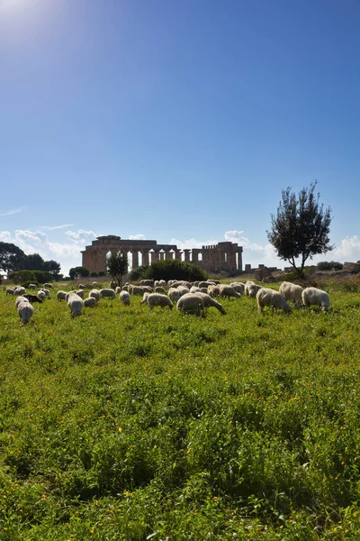 Italien Sizilien Selinunt Eine Schafherde Und Der Griechische Hera Tempel — Stockfoto