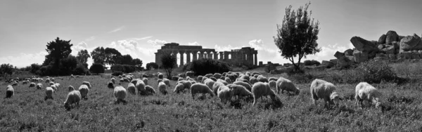 Italia Sicilia Selinunte Rebaño Ovejas Templo Griego Hera 409 —  Fotos de Stock