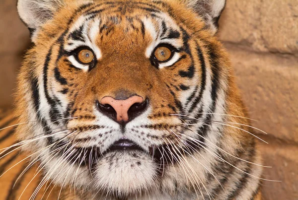 Itálie Řím Římská Zoologická Zahrada Bengálský Tygr Panthera Tigris — Stock fotografie