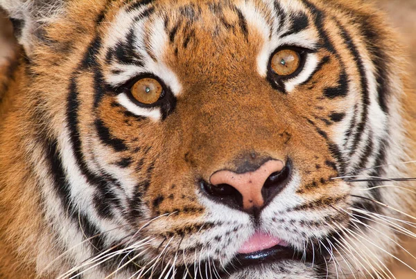 Itálie Řím Římská Zoologická Zahrada Bengálský Tygr Panthera Tigris — Stock fotografie