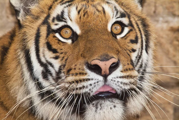 Italia Roma Zoológico Roma Tigre Bengala Panthera Tigris —  Fotos de Stock