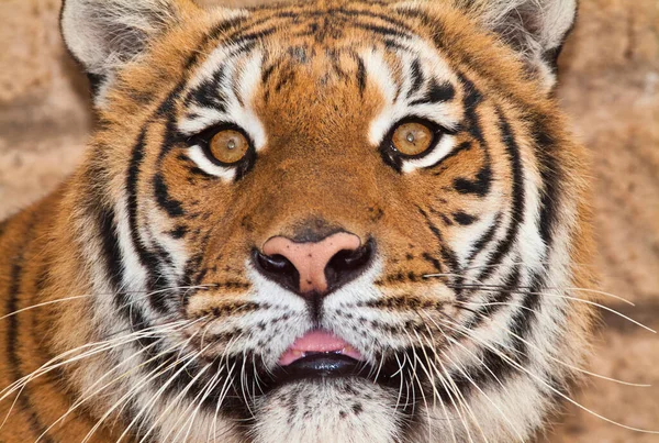 Itálie Řím Římská Zoologická Zahrada Bengálský Tygr Panthera Tigris — Stock fotografie