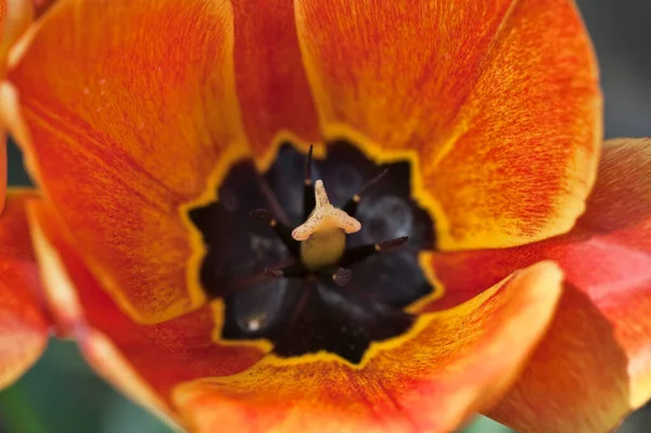 Italy Lazio Manziana Countryside Tulip Flower Closeup — Stock Photo, Image