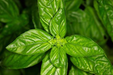 İTALYA, kırsal, bir fesleğen bitkisinin kapağı