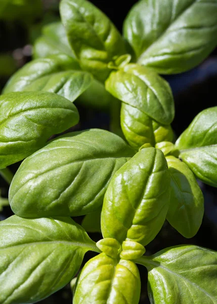 Italia Pedesaan Kemangi Segar Taman Ocymum Basilicum — Stok Foto