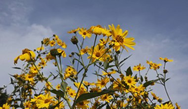İtalya, kırsal, topinambur çiçekleri (HELIANTHUS TÜBEROSUS)