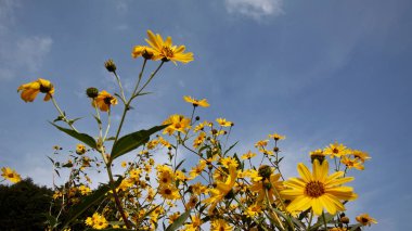 İtalya, kırsal, topinambur çiçekleri (HELIANTHUS TÜBEROSUS)