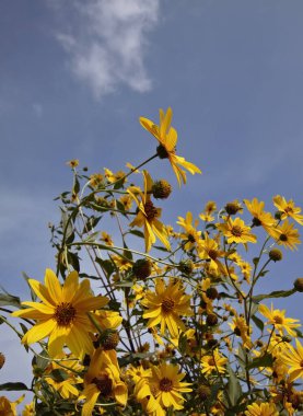 İtalya, kırsal, topinambur çiçekleri (HELIANTHUS TÜBEROSUS)