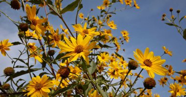 İtalya, kırsal, topinambur çiçekleri (HELIANTHUS TÜBEROSUS)
