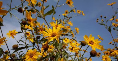 İtalya, kırsal, topinambur çiçekleri (HELIANTHUS TÜBEROSUS)