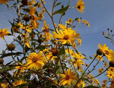 İtalya, kırsal, topinambur çiçekleri (HELIANTHUS TÜBEROSUS)