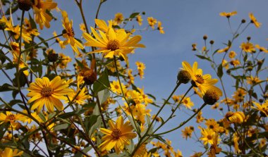 İtalya, kırsal, topinambur çiçekleri (HELIANTHUS TÜBEROSUS)