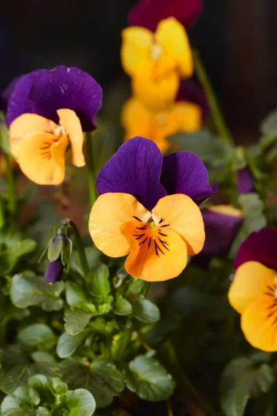 Italy Countryside Close Violet Flowers — Stock Photo, Image