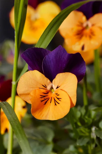 Italy Countryside Close Violet Flowers — Stock Photo, Image