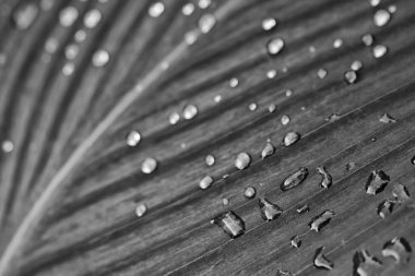 İtalya, Lazio, kırsal bölgeler, Hint kamışı yaprağına yağmur damlaları