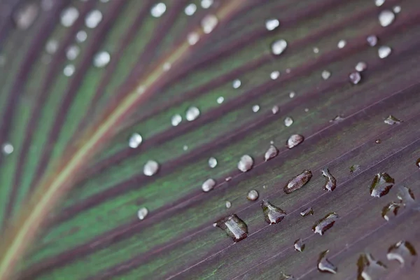 Itália Lazio Campo Gotas Chuva Uma Folha Cana Indiana — Fotografia de Stock